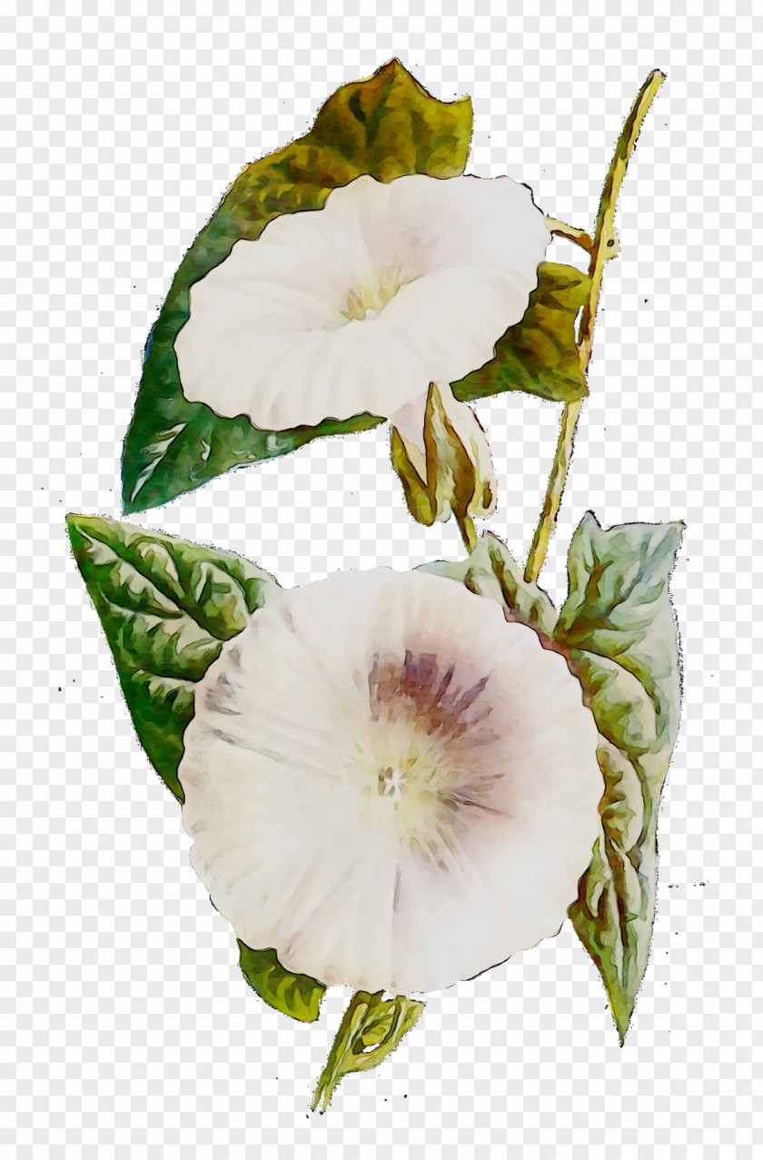 Mallows Annual Plant Herbaceous Daturas PNG