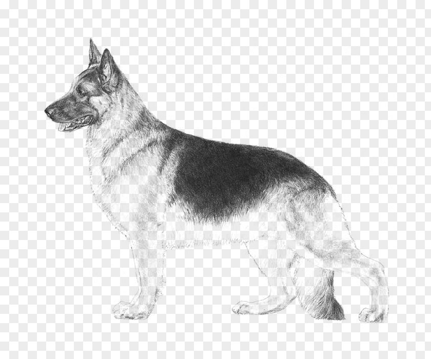 Puppy German Shepherd Miniature American Australian White PNG