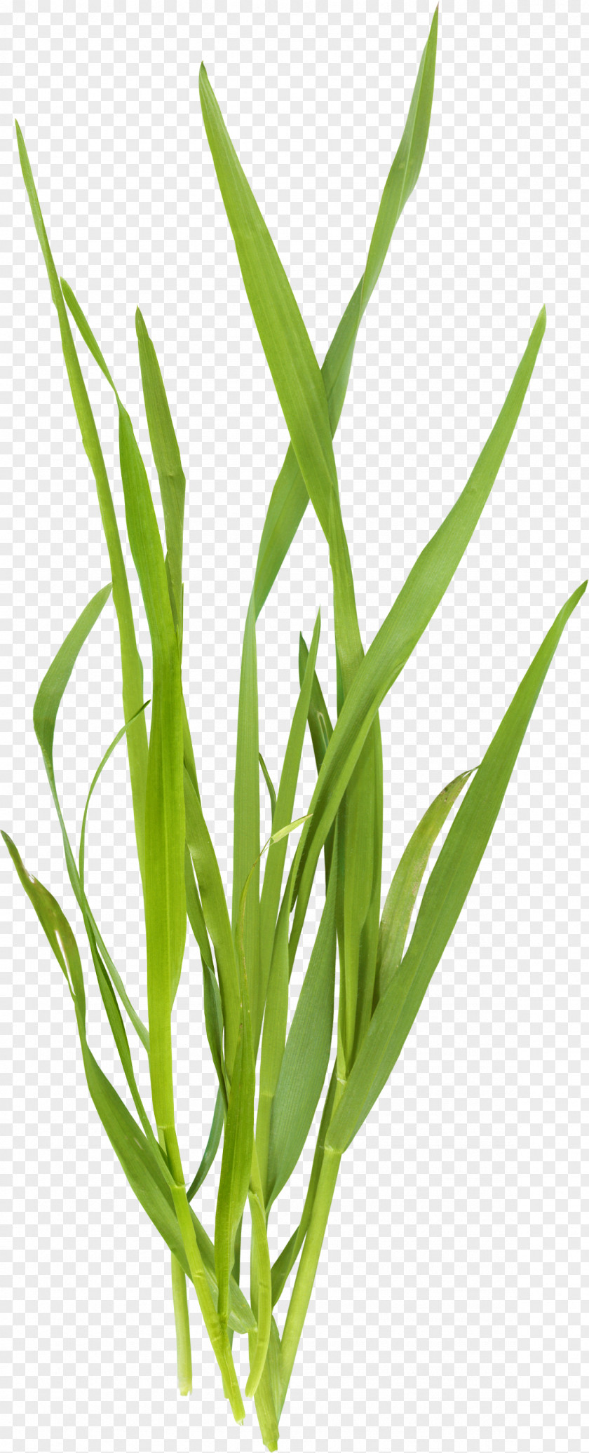 Beautiful Green Grass Microchloa PNG