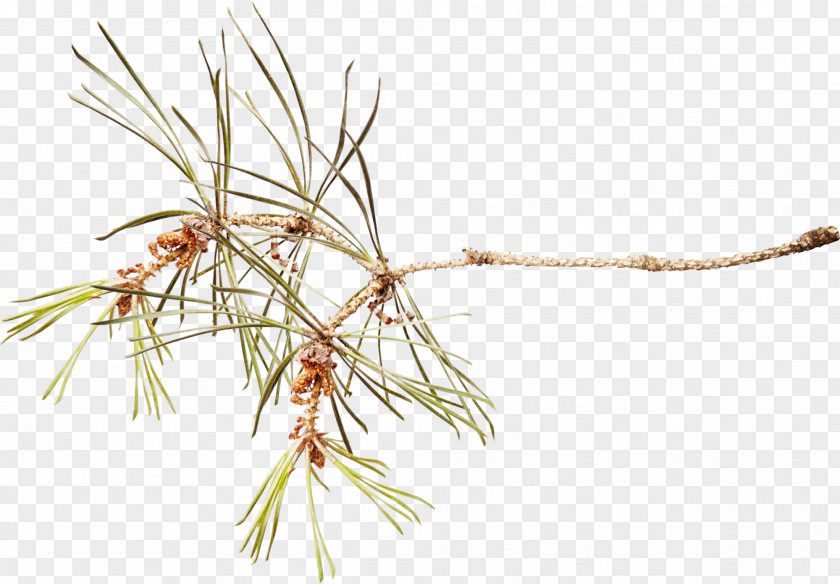 Branch Pine Spruce Clip Art PNG