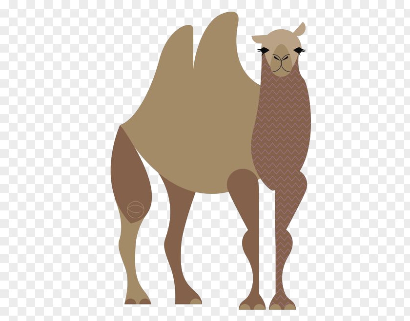 Camel Cartoon Dromedary Llama Giraffe Illustration PNG