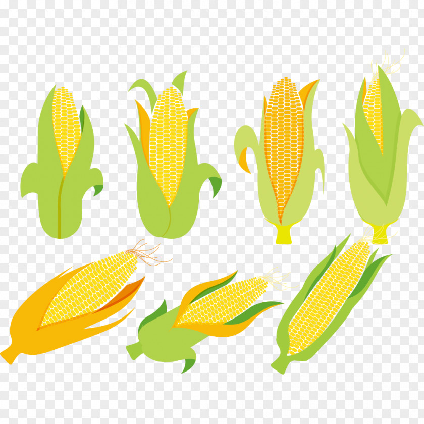 Corn On The Cob Maize Corncob Euclidean Vector PNG