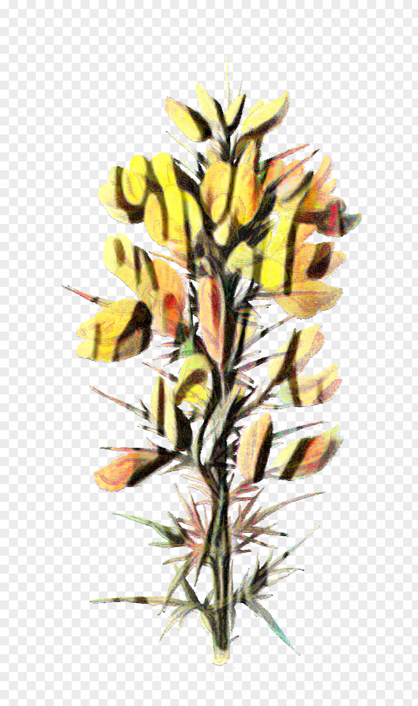 Grass Plant Stem Drawing Of Family PNG