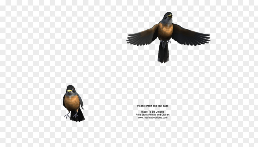 American Robin Duck European Bird Rendering PNG