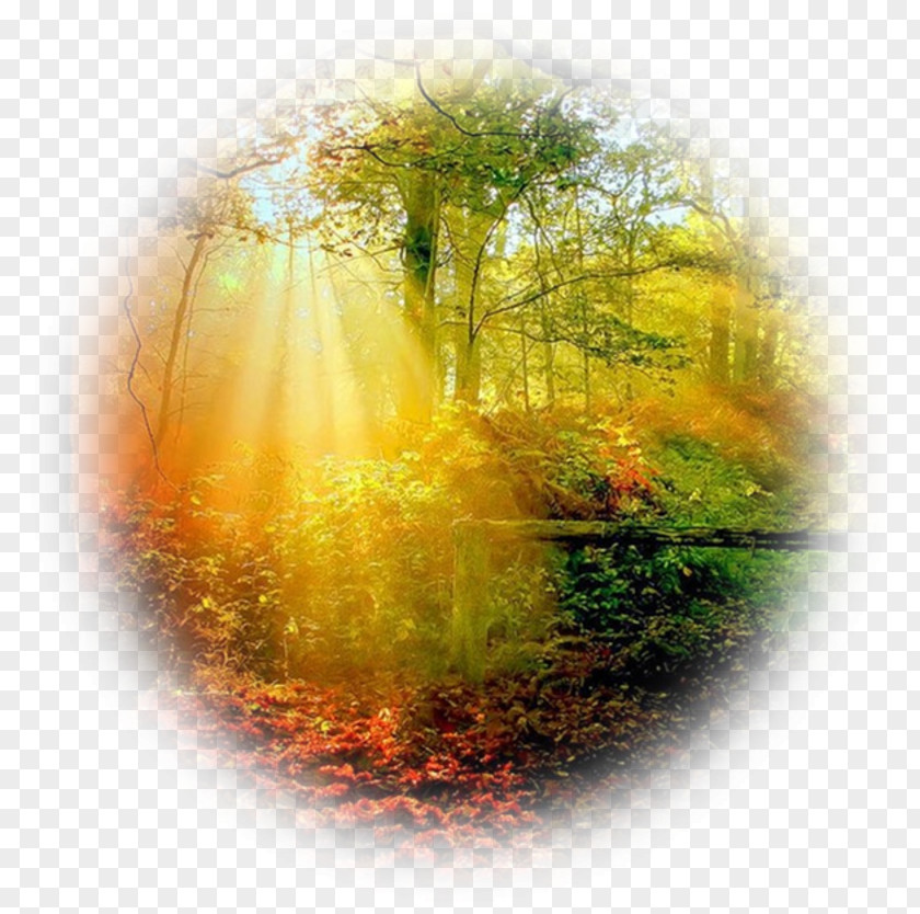 Forest Autumn Tree Desktop Wallpaper PNG