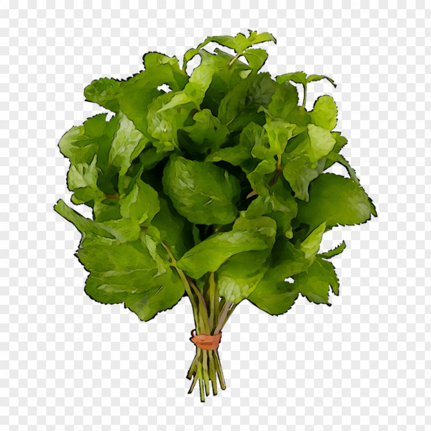Spring Greens Lettuce Spinach Leaf Rapini PNG