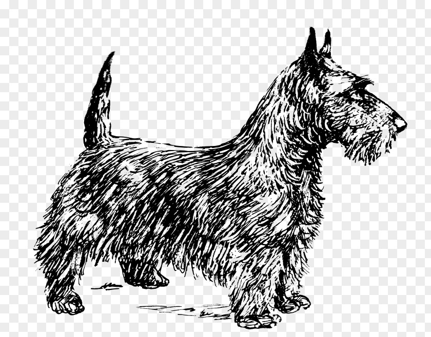 Puppy Scottish Terrier Scotland Smooth Fox Coasters PNG