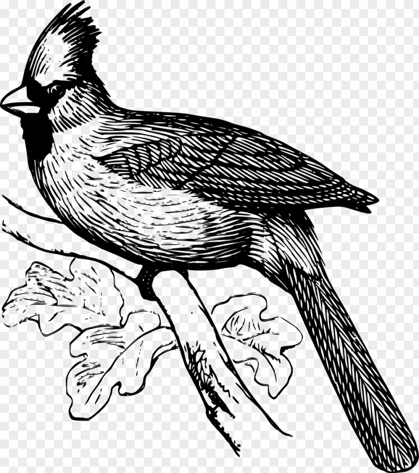 Feather Line Art Drawing Northern Cardinal Clip PNG
