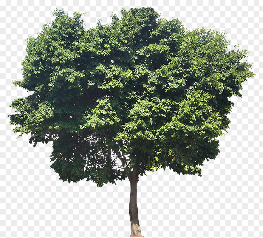 Fig Weeping Ficus Rubiginosa Common Tree Plant PNG