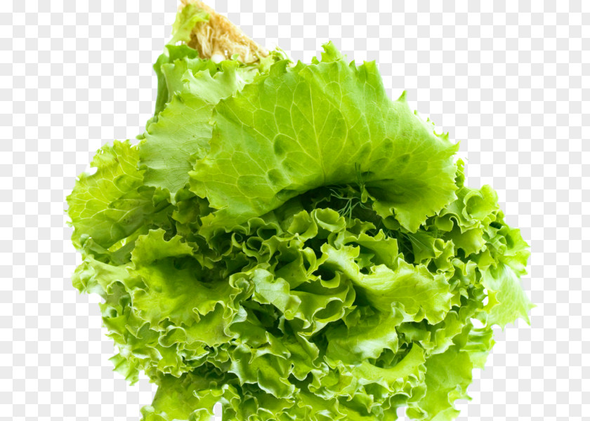 Salad Greens Vegetarian Cuisine Vegetable Endive PNG