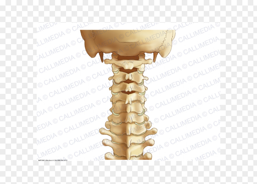 The Cervical Spine Vertebrae Vertebral Column Ligament Anatomy PNG