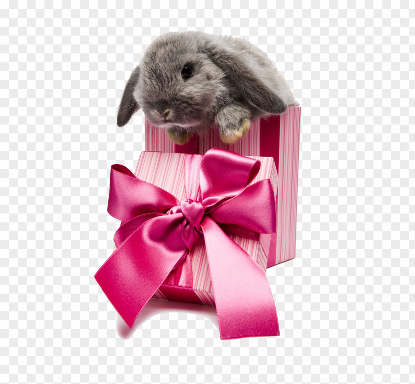Bunny Easter Rabbit Gift Box Pet PNG