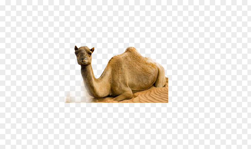 Camel Dromedary Bactrian Desert PNG