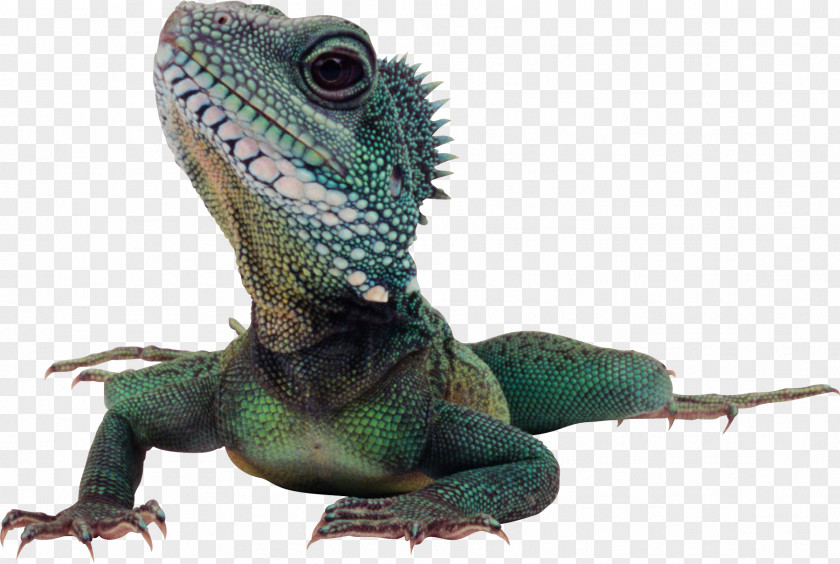 Lizard Komodo Dragon Reptile Green Iguana PNG