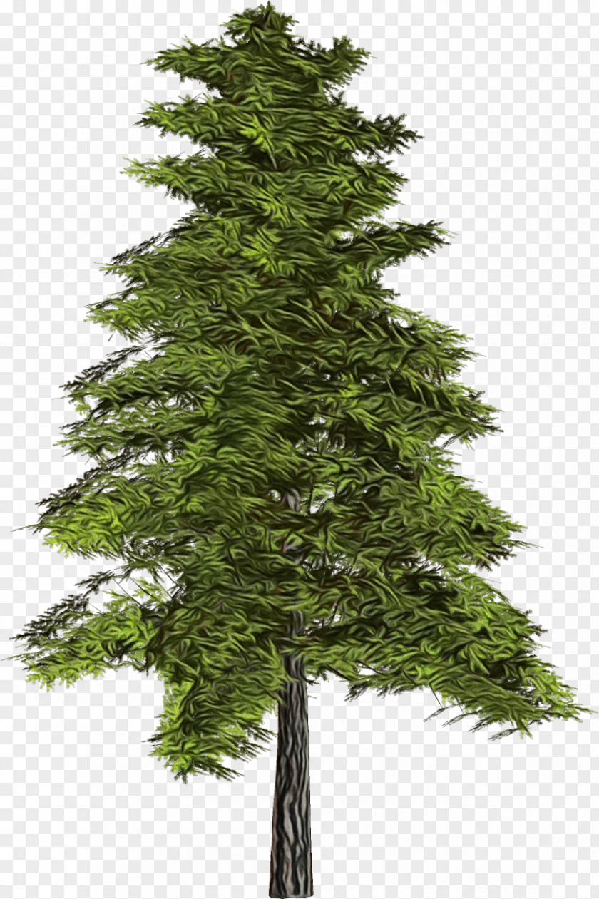 Plant Canadian Fir Tree Shortleaf Black Spruce Columbian Balsam Yellow PNG