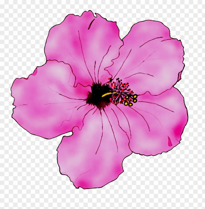 Rosemallows Annual Plant Herbaceous Pink M PNG