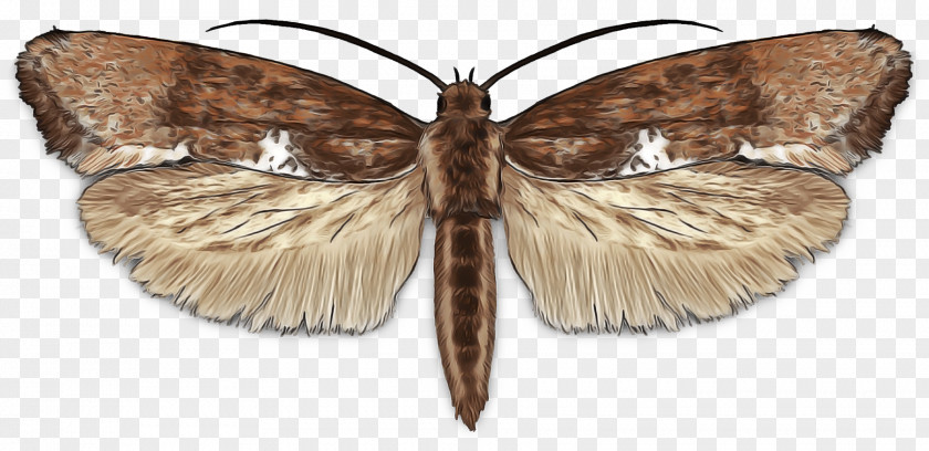 Underwing Moths Hawk Caterpillar Cartoon PNG