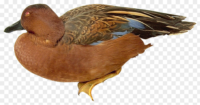 Duck Mallard Beak Fauna Feather PNG
