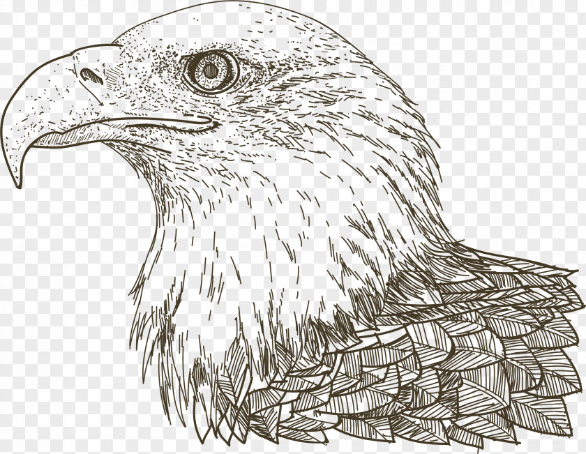 Hand Painted Eagle Head Portrait Euclidean Vector Drawing PNG