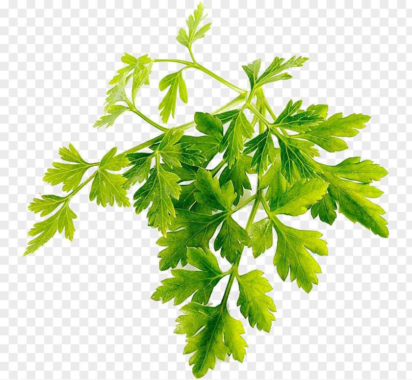 Parsley Coriander Chervil Stock Photography PNG