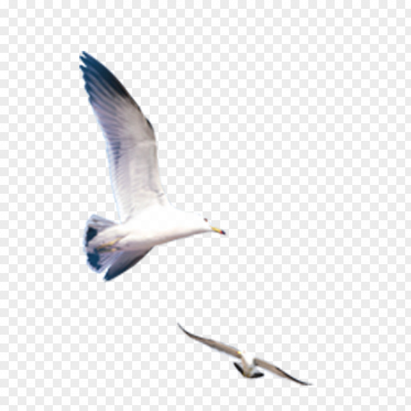Seagull Icon PNG