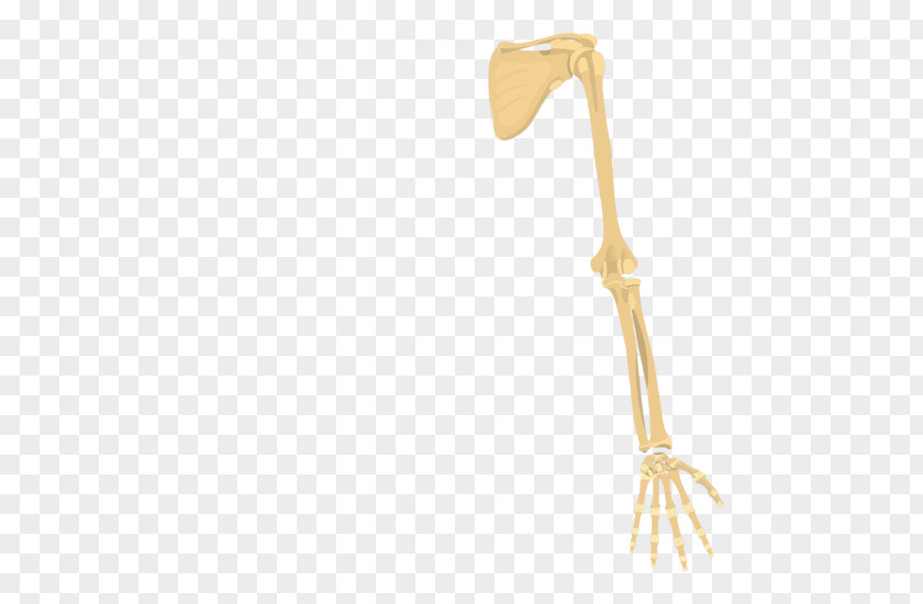 Skeleton Shoulder Girdle Appendicular Human Axial PNG