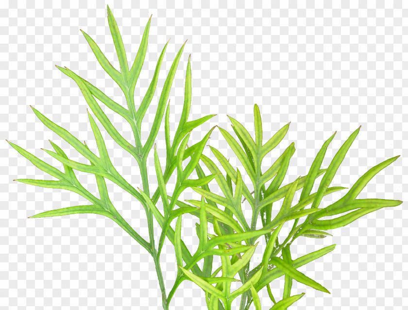 Vegetation Textures Plant Spider Bite PNG