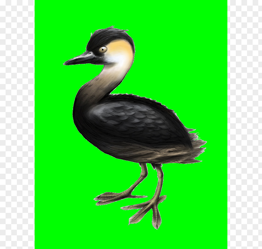 Bird Cormorant Beak Seabird Water PNG