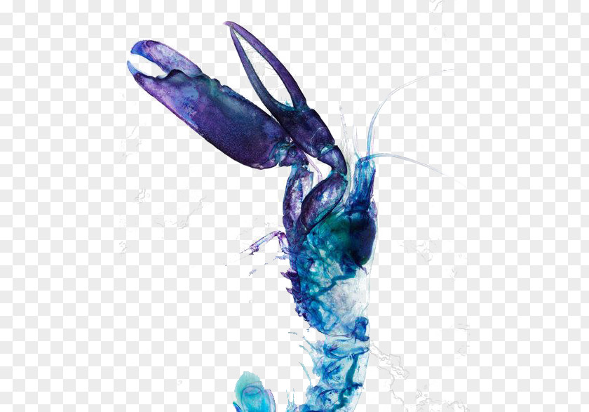 Blue Lobster Watercolor Painting Lagosta PNG