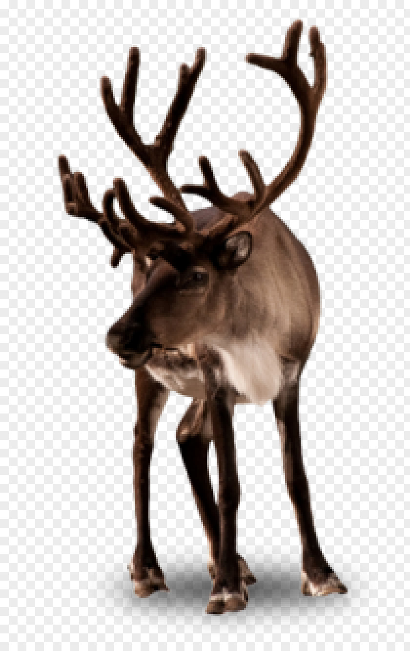 Deer Rudolph Santa Claus Boreal Woodland Caribou Christmas PNG