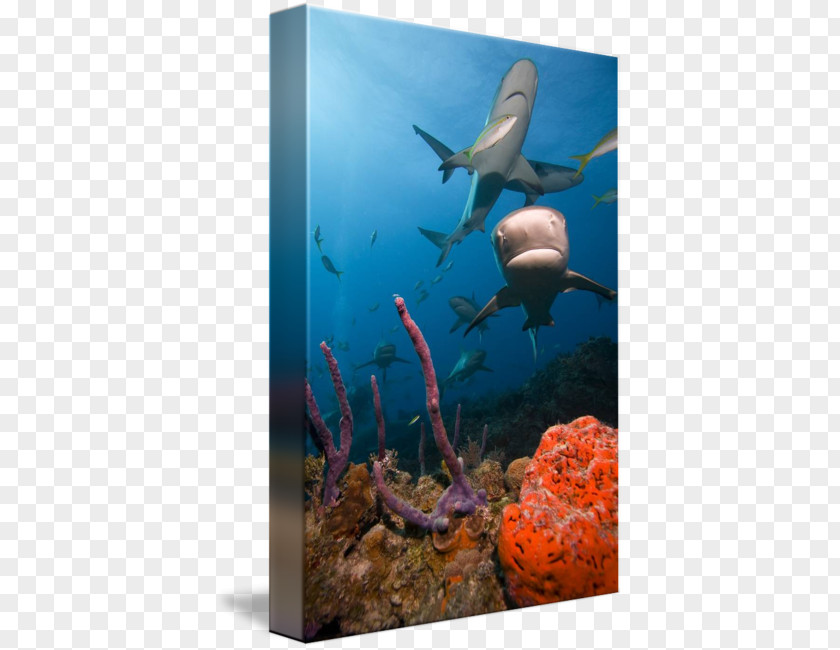 Ecosystem Freshwater Aquarium Coral Reef Marine Biology PNG