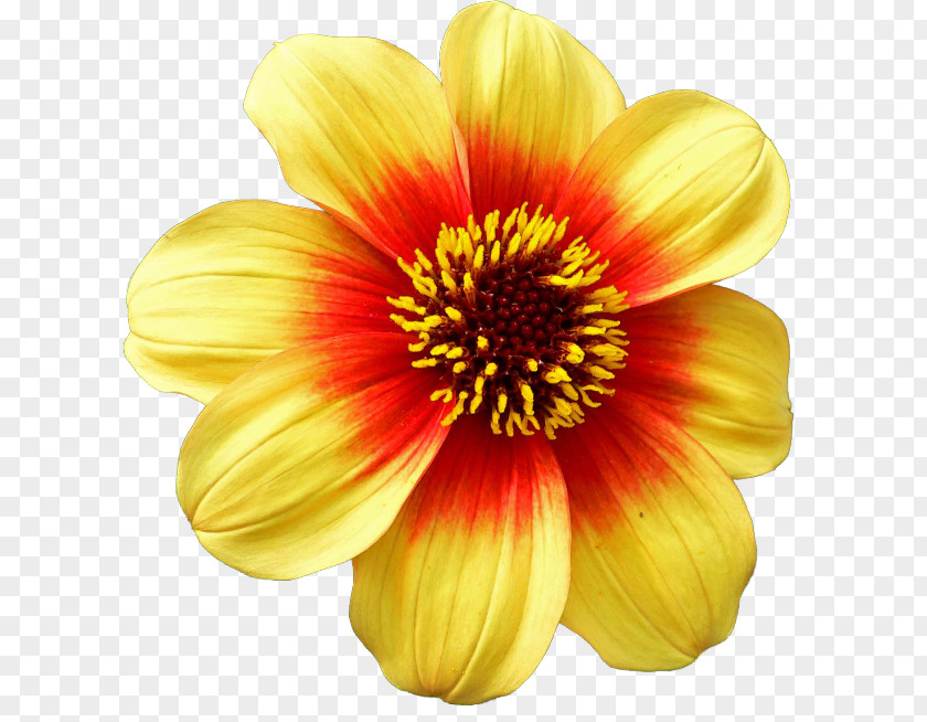 Flower Dahlia Tiger Lily Plant Winter PNG