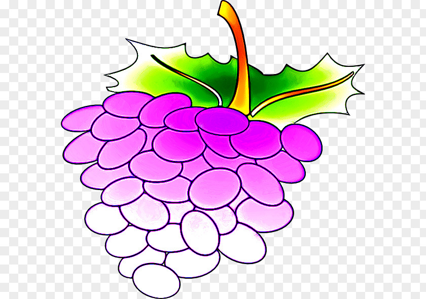 Flower Flowering Plant Grape Seedless Fruit Grapevine Family Leaf PNG