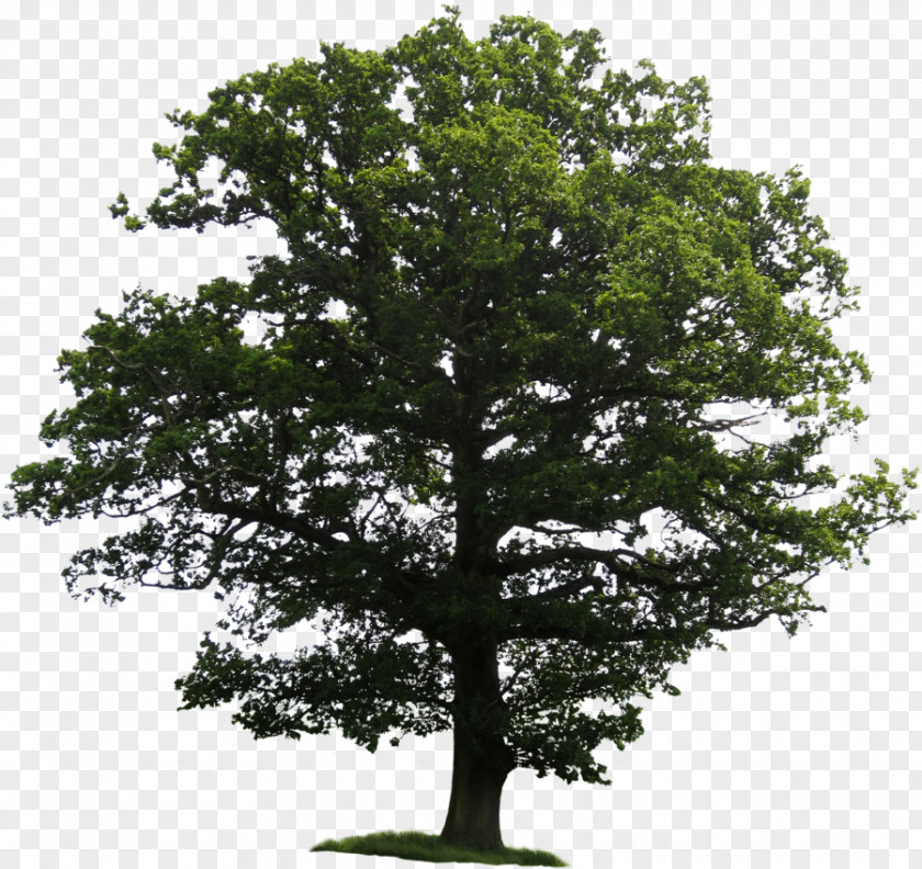 Great Tree Clipping Path Clip Art PNG