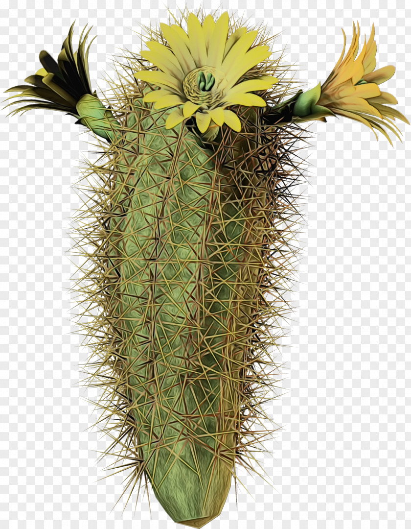 Hedgehog Cactus Houseplant PNG