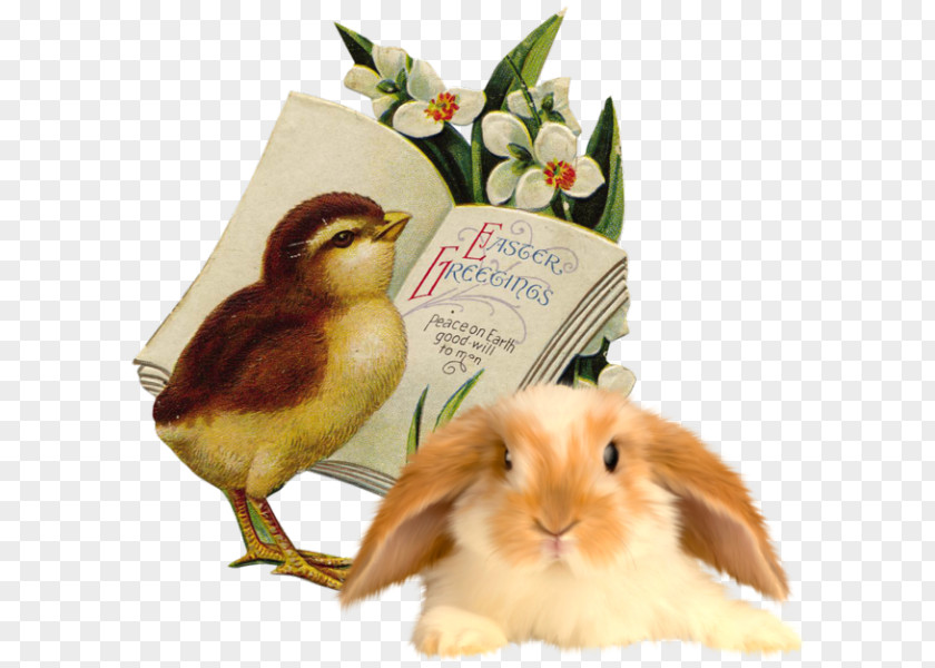 Easter Domestic Rabbit Bunny Postcard Clip Art PNG