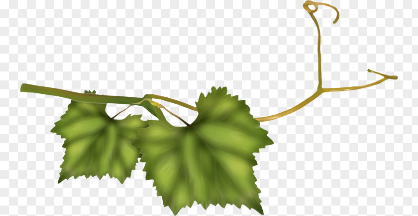 Grape Twig Plant Stem Leaf Line PNG