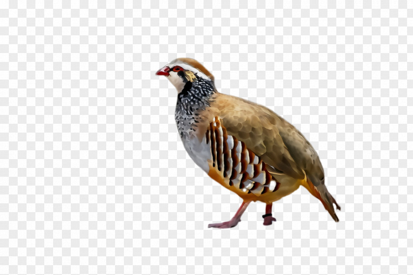 Grouse Rallidae Bird Partridge Beak Pheasant PNG