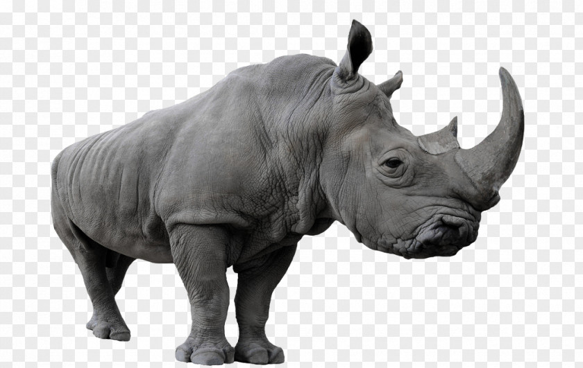 Huge Rhino Stock Photography Euclidean Vector Shutterstock PNG