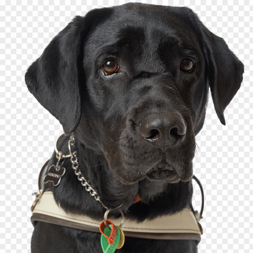 Labrador Dog Retriever Breed Guide Collar Black PNG