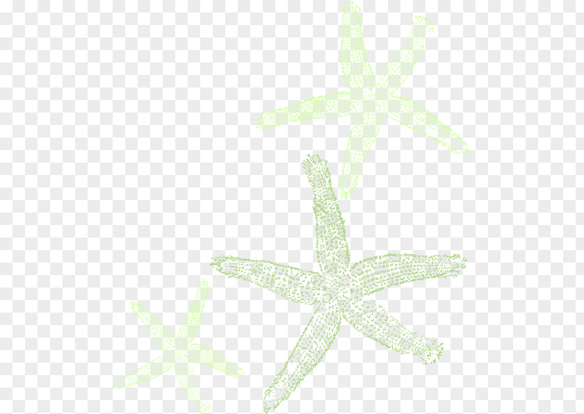Starfish Vector Marine Invertebrates Echinoderm Animal PNG