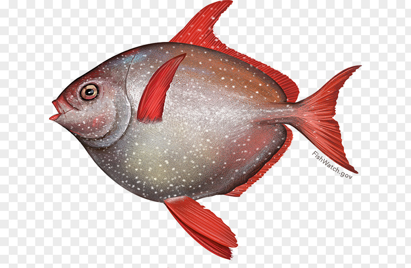Steamed Fish Oily Lampris Guttatus Thunnus Seafood PNG