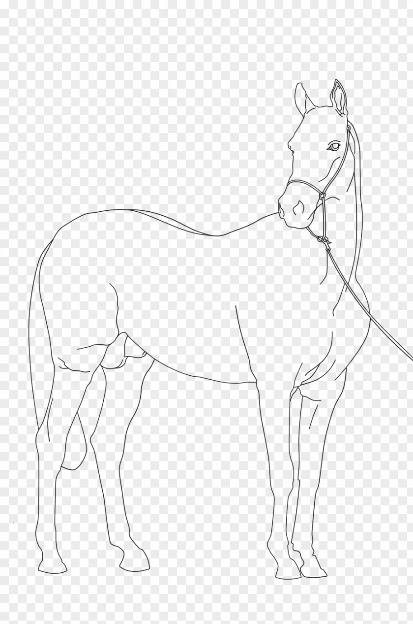 Based Line Drawing Mule Pony Arabian Horse Mustang Foal PNG