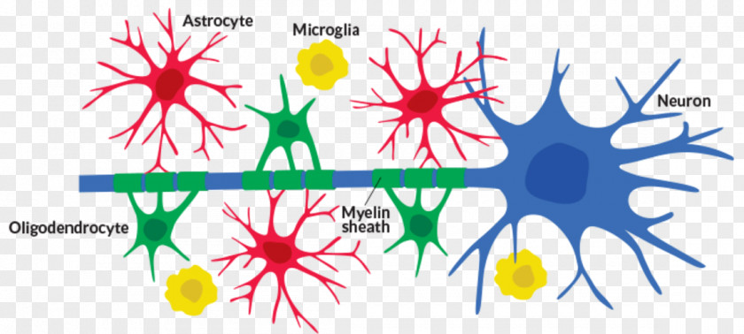 Brain Neuroglia Neuron Cell Astrocyte Microglia PNG