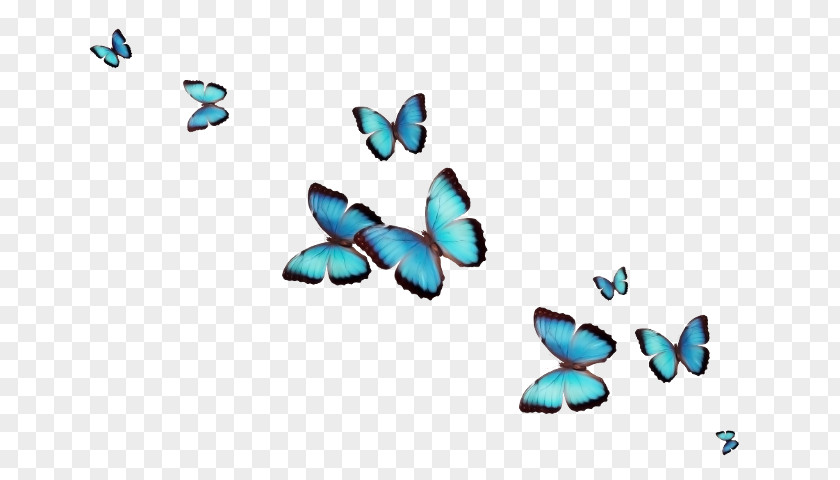 Butterfly Desktop Wallpaper Clip Art PNG