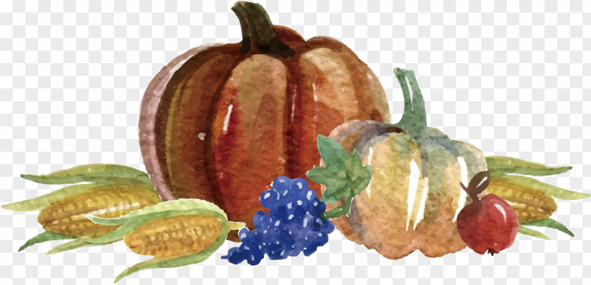 Hand-painted Vegetable Vector Thanksgiving Dinner Template Rxe9sumxe9 Pumpkin PNG