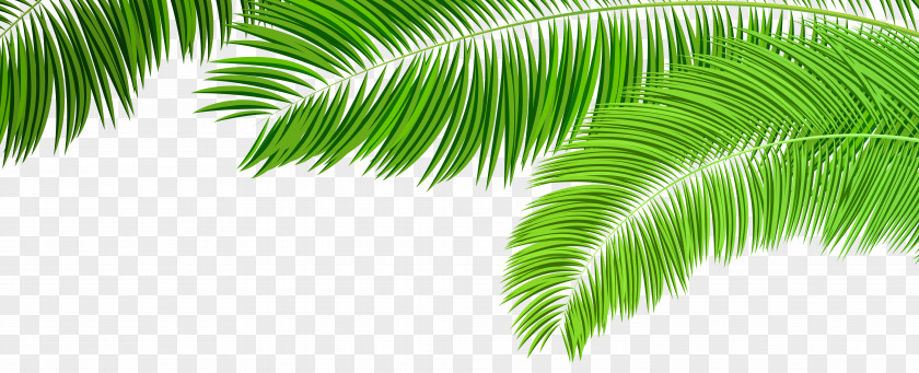 Palm Branches Decoration Clip Art Image Arecaceae Branch Palm-leaf Manuscript PNG