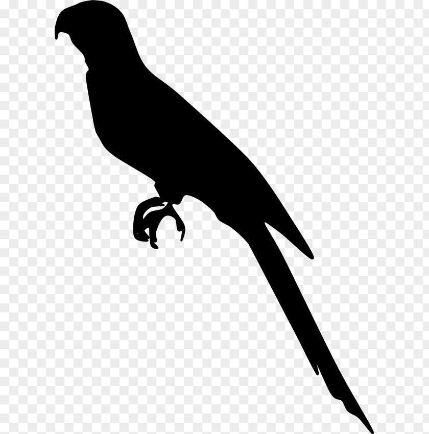 Silhouette Beak Fauna Clip Art PNG