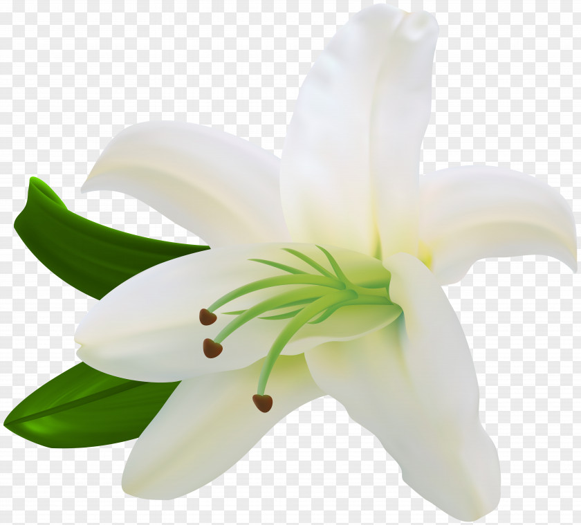White Lilium Transparent Clip Art Flower Letter PNG