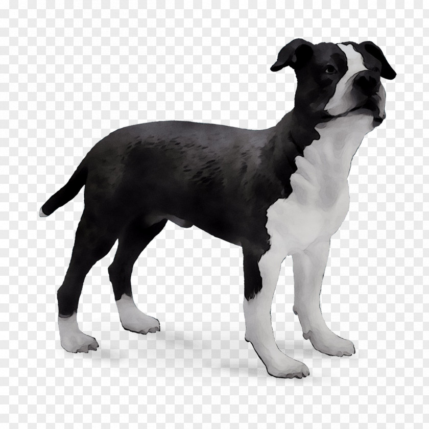 Boston Terrier Dog Breed Trakehner Royalty-free PNG